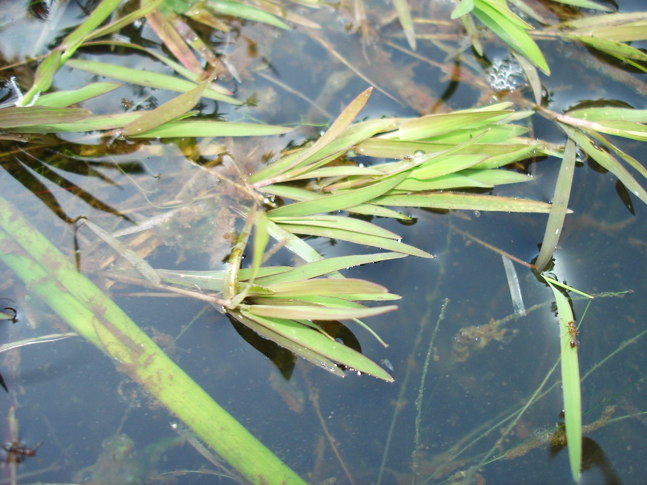 Emergent Aquatic Plants Outdoor Alabama 1855